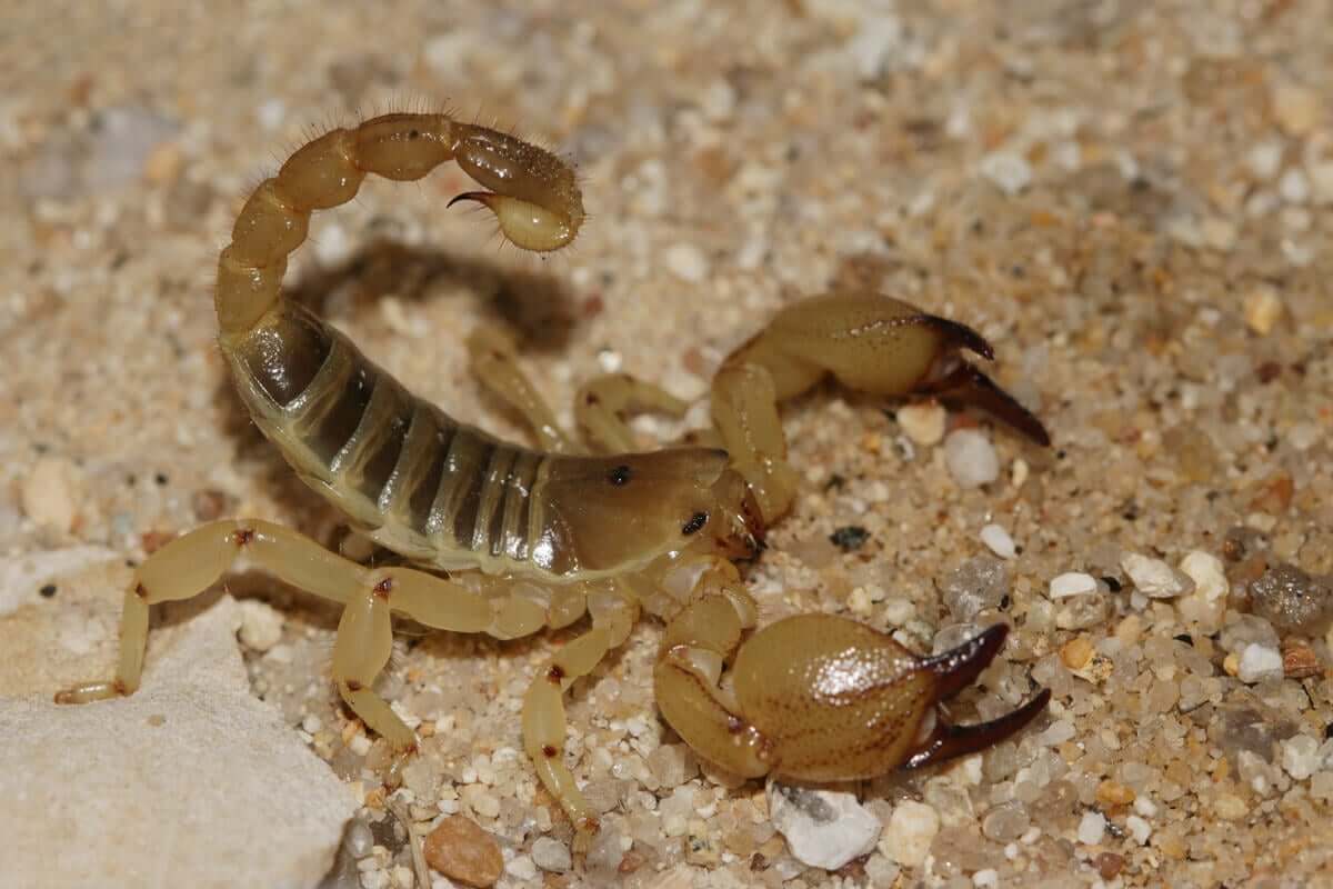 Tipos de escorpiões: Escorpião maurus