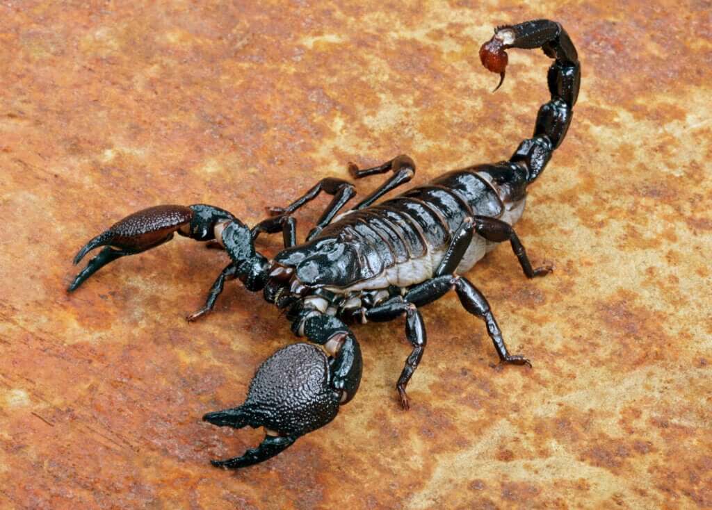 Diferenças entre alacrau e escorpião