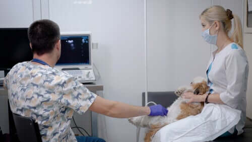 Causas da hemorragia interna em cães