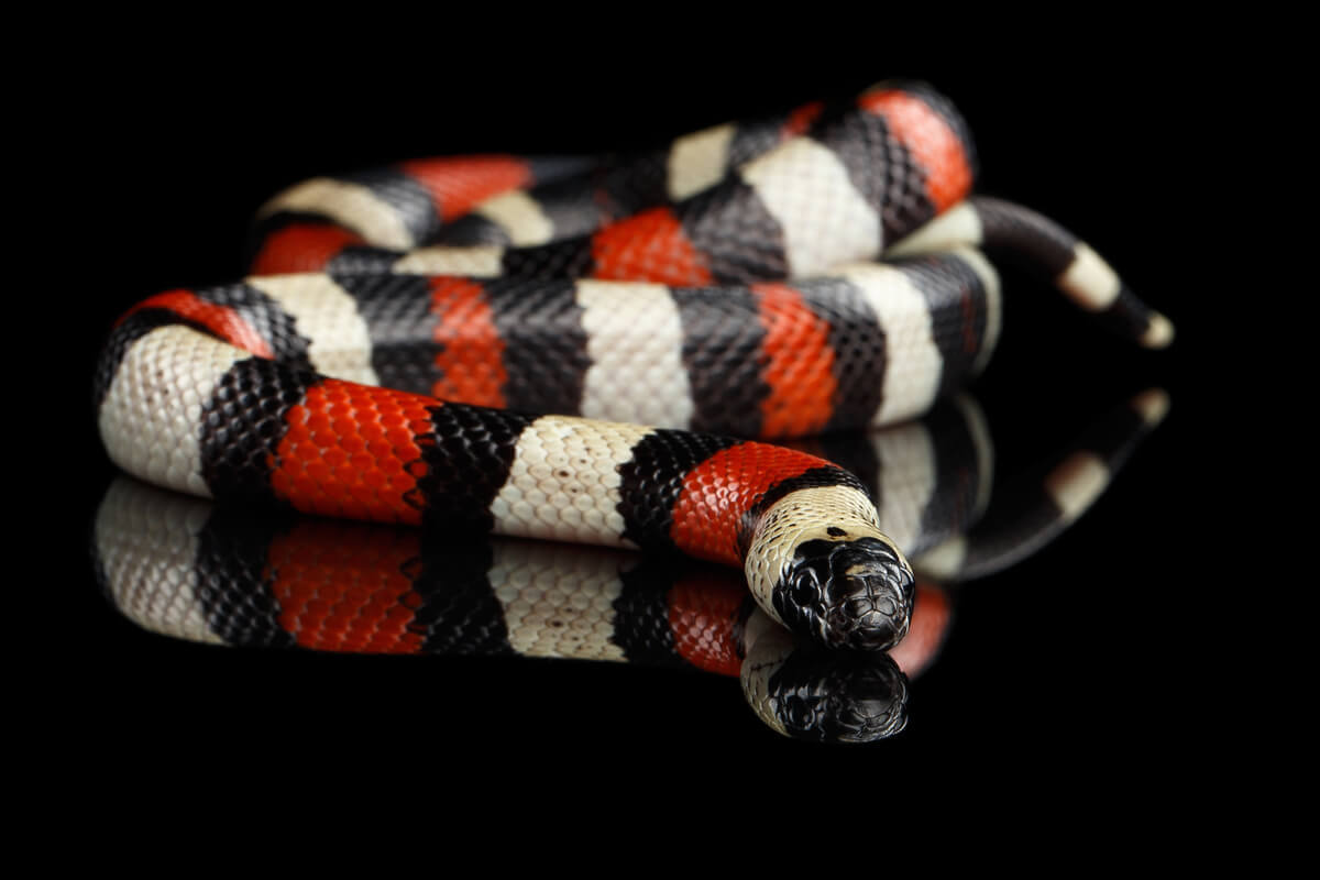 Grandes Serpentes Não Venenosas - FDPLEARN