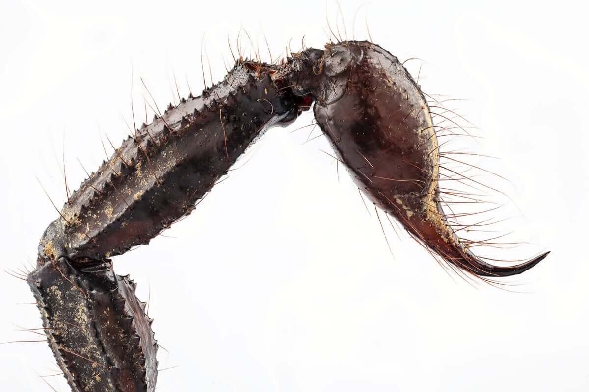 Os escorpiões são animais solitários, noturnos e produzem venenos