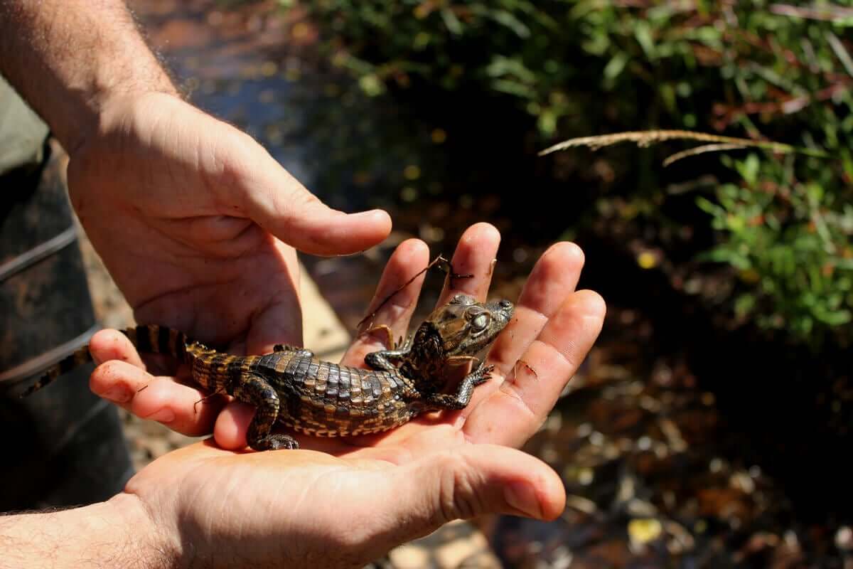 O interesse na conservação