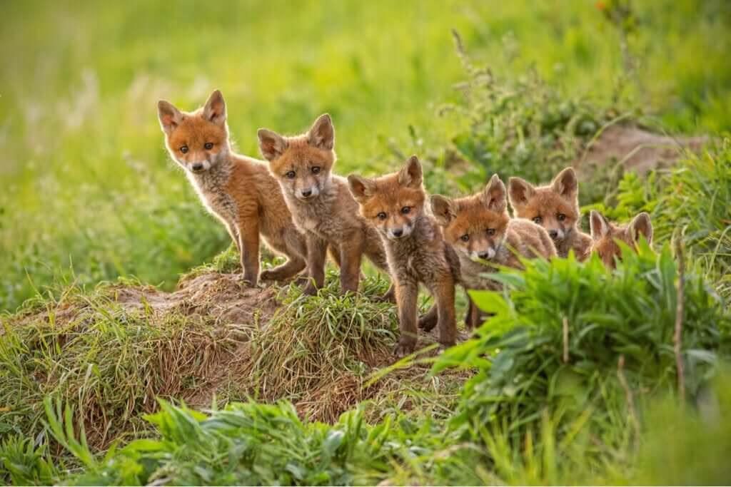 A raposa-vermelha é um dos melhores pais do reino animal.