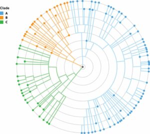 O que é a filogenia?