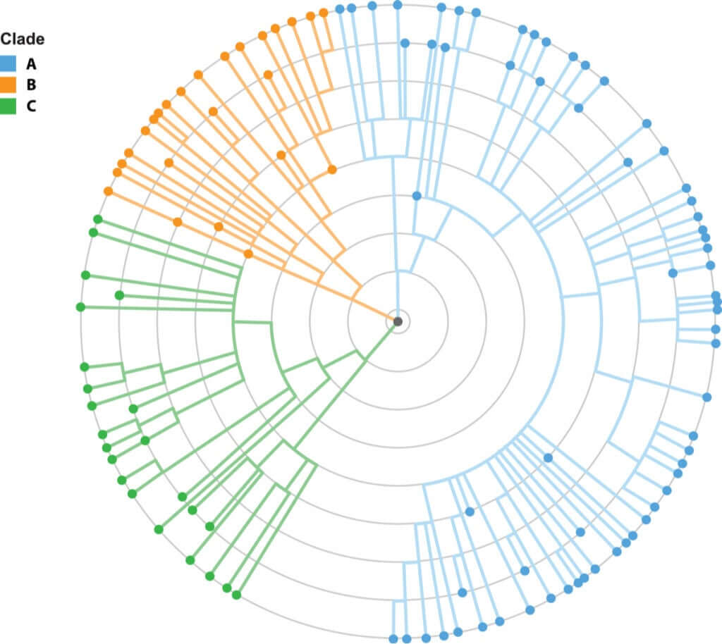 O que é a filogenia?