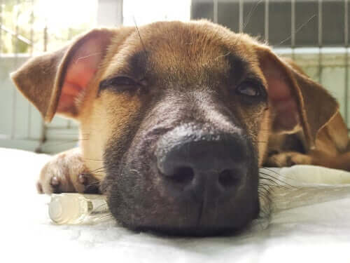 E esses receptores? Eles são para cheirar melhor