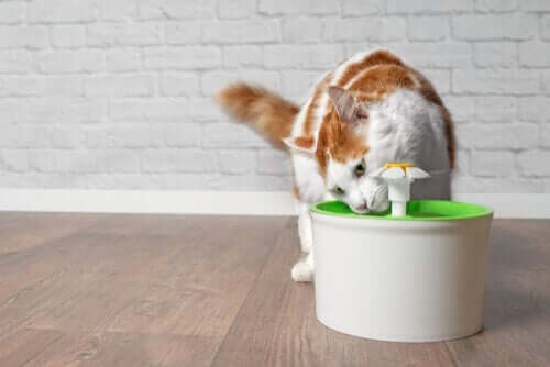 Como manter os gatos refrescados no verão