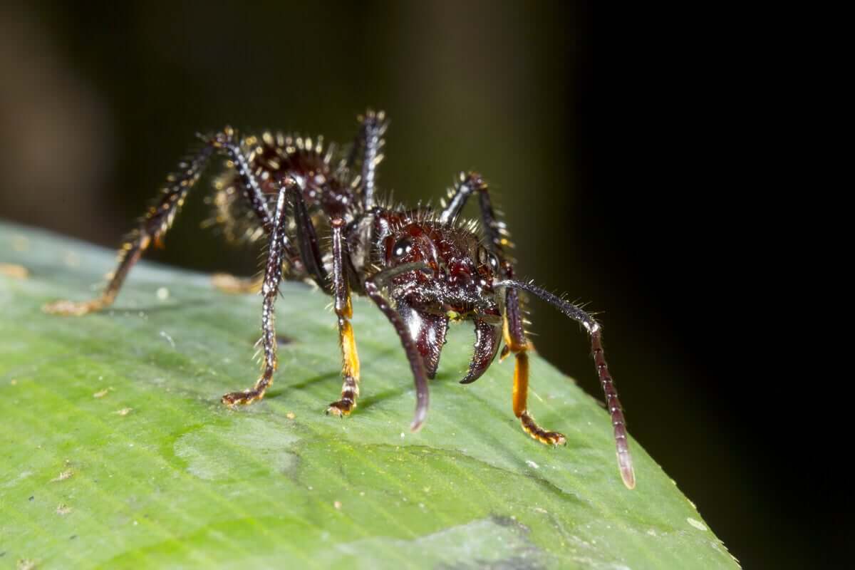 curiosidades sobre as formigas soldado