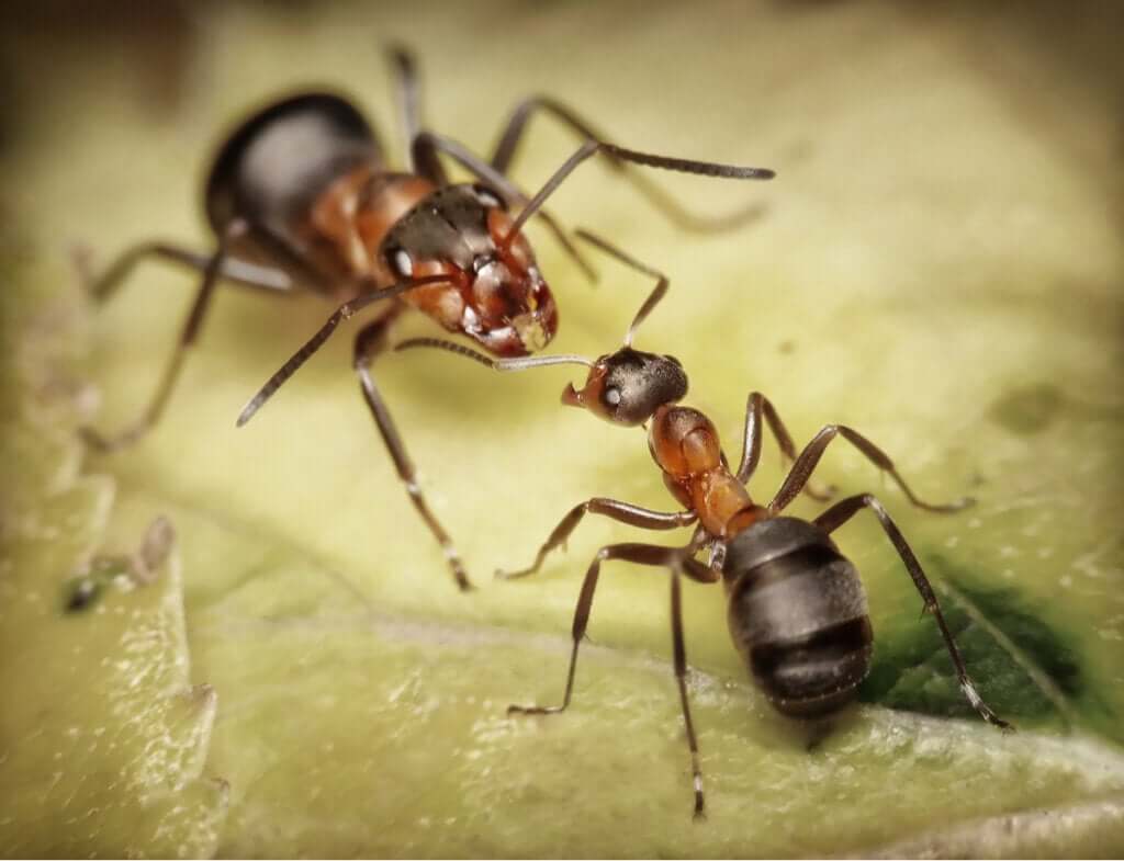 5 curiosidades sobre as formigas-soldado