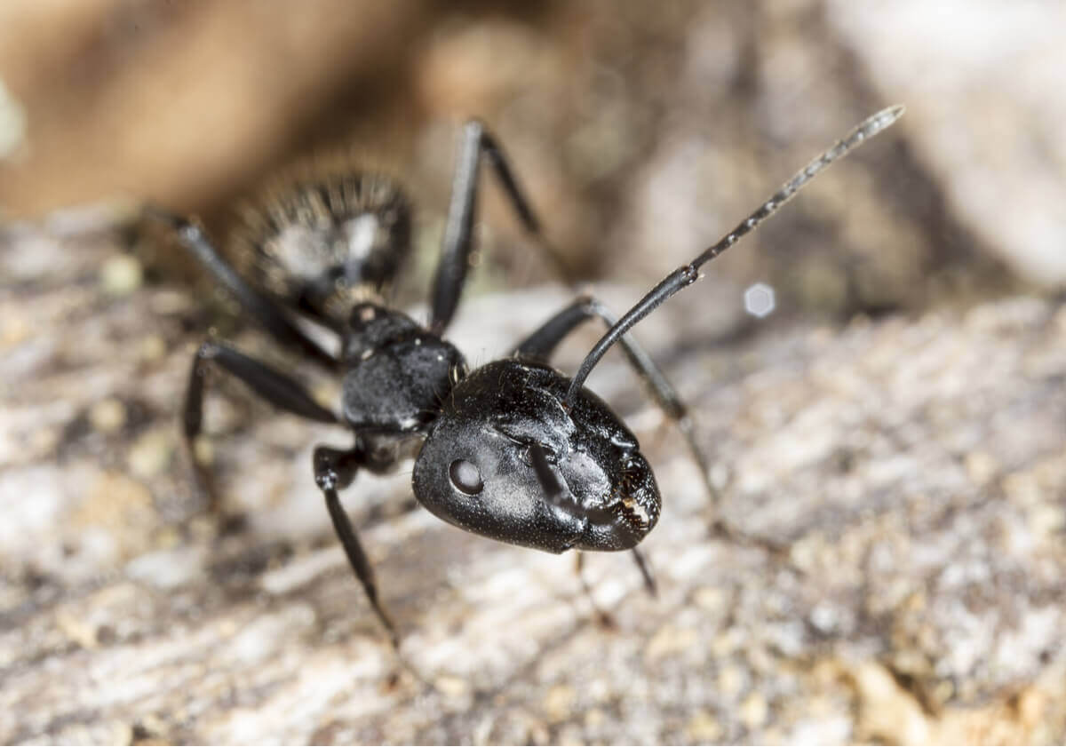curiosidades sobre as formigas soldado