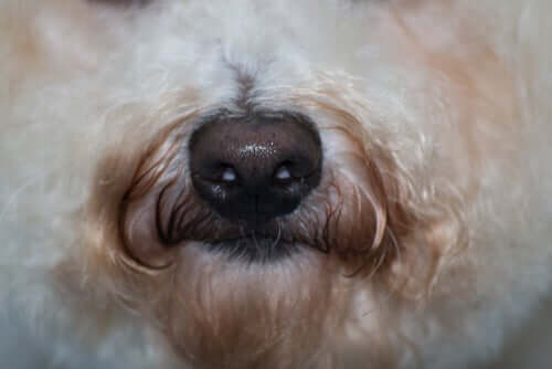 A Malassezia em cães