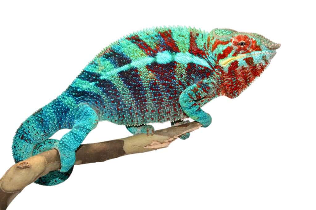 Camaleão-pantera (Furcifer pardalis): cuidados em cativeiro