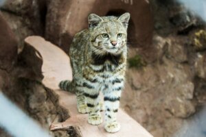 O gato-andino: um felino em grave perigo