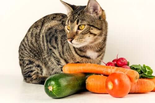 Os gatos podem comer vegetais?