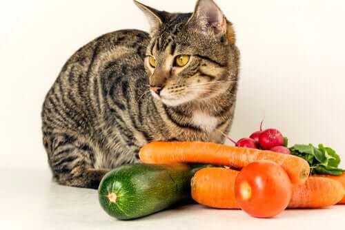 Como iniciar uma dieta em gatos? - Meus Animais