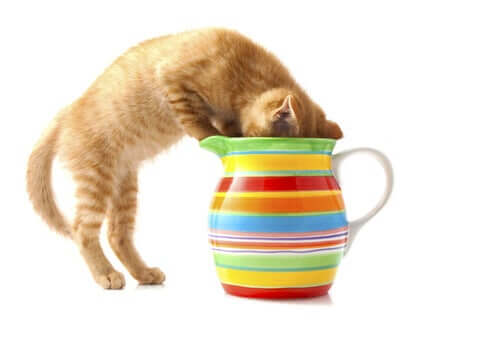 7 substâncias comuns que podem afetar seu gato
