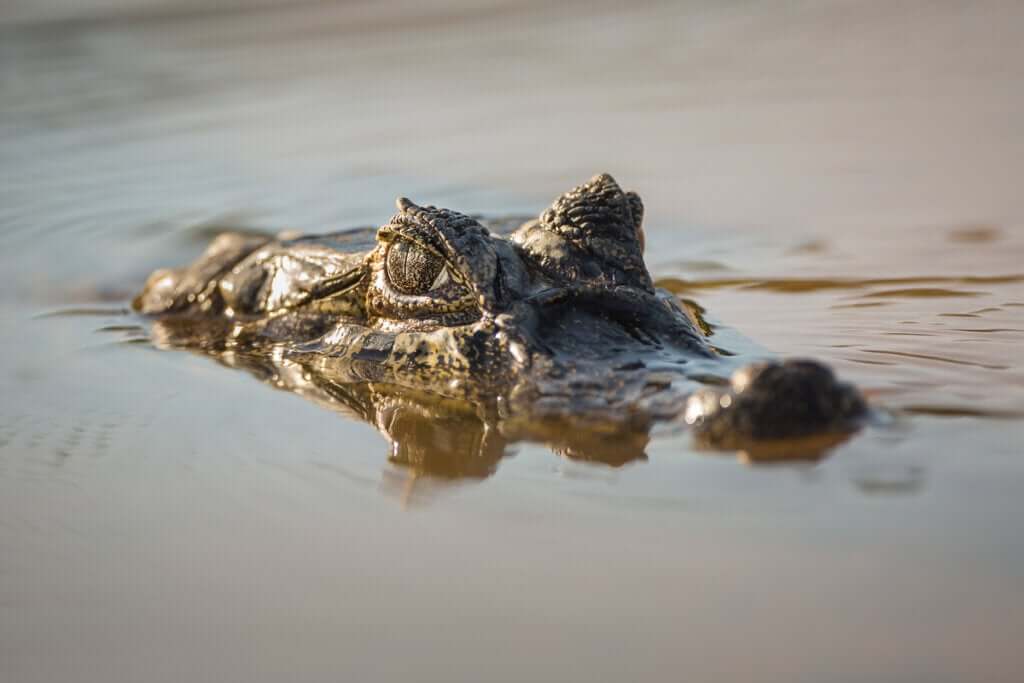 O jacaré-de-papo-amarelo: um animal ameaçado e em recuperação