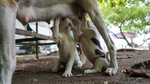 Como podemos reduzir a mortalidade neonatal em filhotes desde o período de gestação?