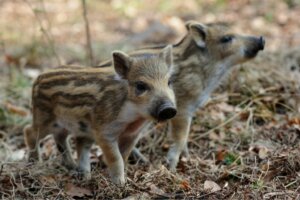 O javali-europeu: peculiaridades sobre a sua criação em cativeiro