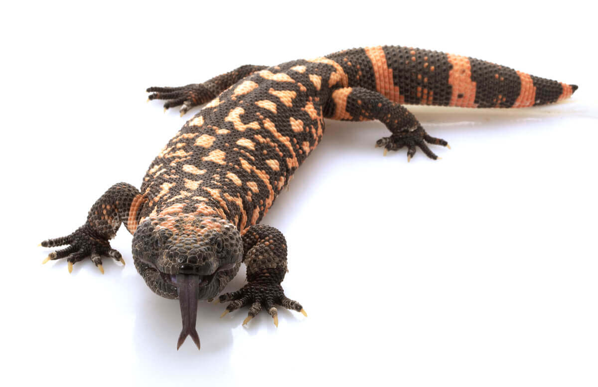 Venenos como medicamentos: poder peçonhento