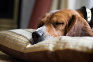 5 sinais de que um cachorro está prestes a morrer