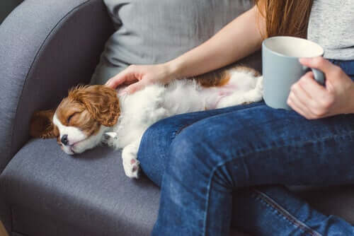Você deve acariciar os cães?