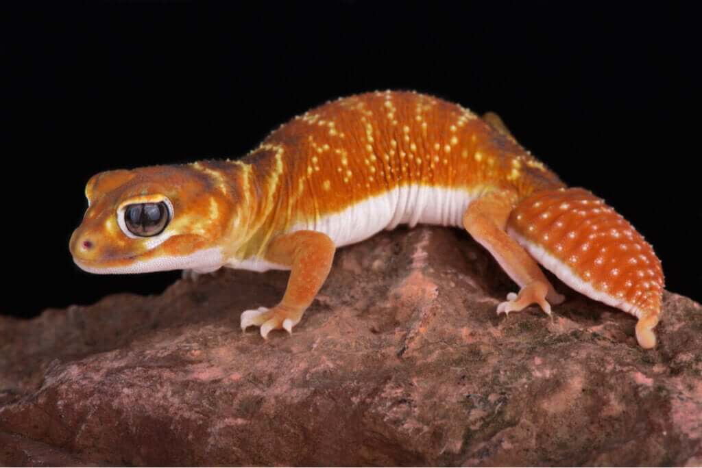 Nephrurus levis: cuidados em cativeiro