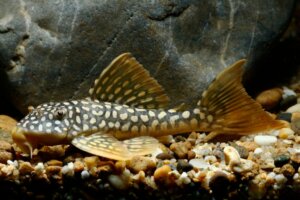 Limpadores naturais para o seu aquário