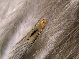 Ectoparasitas: piolhos mastigadores