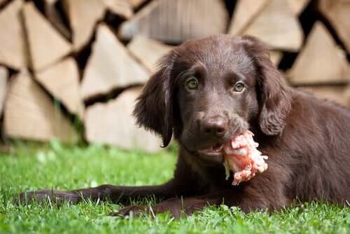 Proteínas para cães: quais são as melhores?