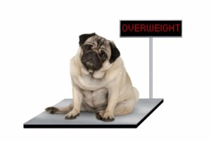 Quais tratamentos usar em cães com excesso de peso?
