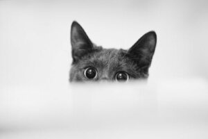 Causas das pupilas dilatadas em gatos