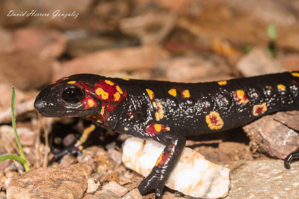As salamandras têm fungos: uma visão geral