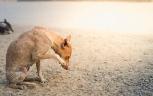 Sintomas de sarna sarcóptica em cães