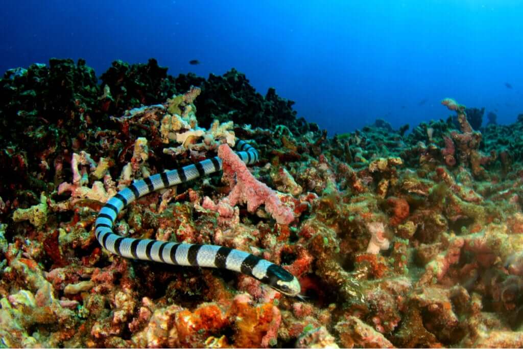 Como se classificam as serpentes marinhas?