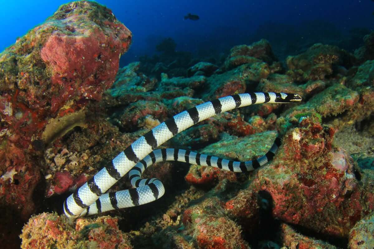 serpentes marinhas