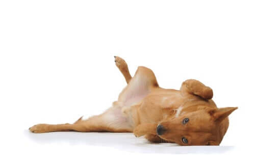 Sinais de calma no comportamento do cão