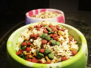 Os carboidratos são ruins para os cães?