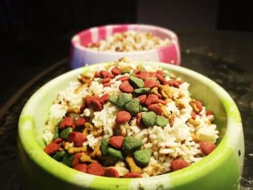 Os carboidratos são ruins para os cães?