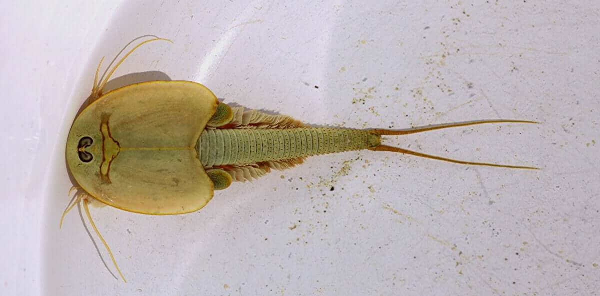 Triops: cuidados e chaves para o seu desenvolvimento