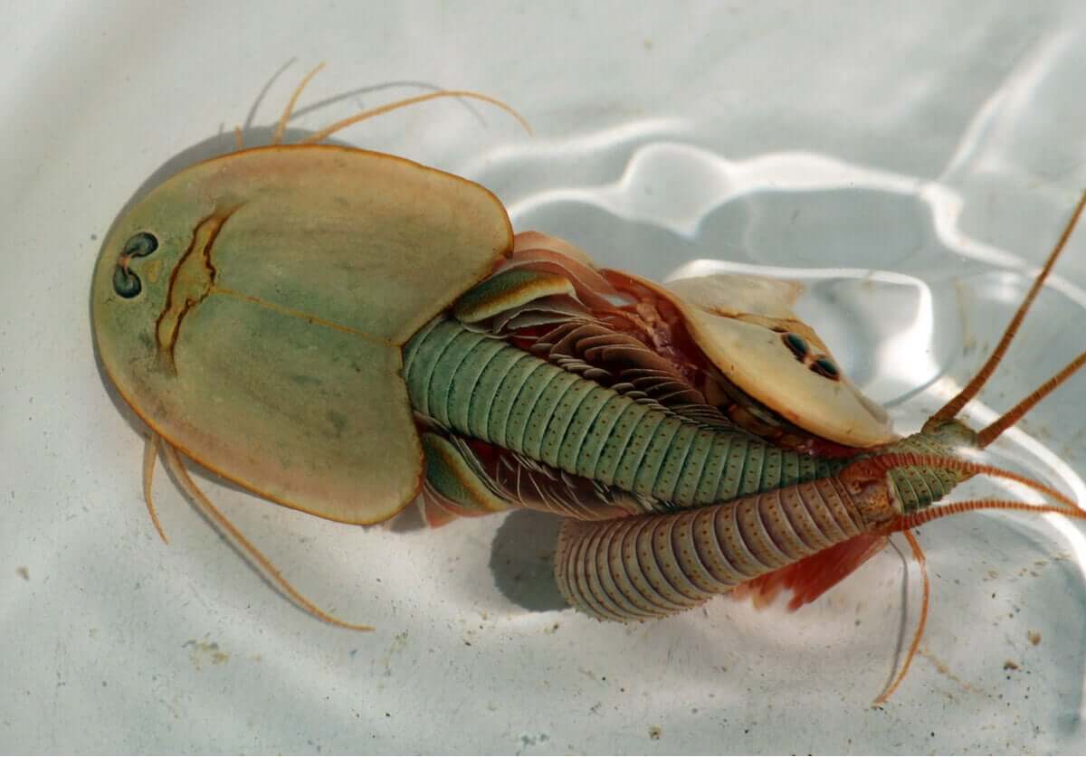 Triops: cuidados e chaves para o seu desenvolvimento