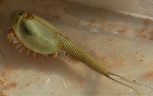 Triops: cuidados e dicas para o seu desenvolvimento