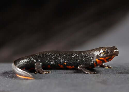 A sua natureza calma e relaxada os torna muito curiosos