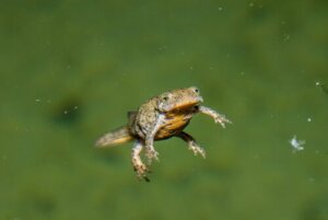 Tritões: características e espécies