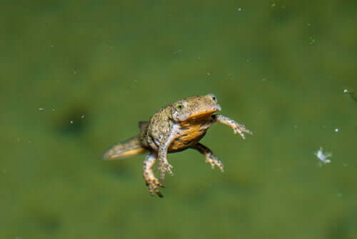 Tritões: características e espécies - Meus Animais