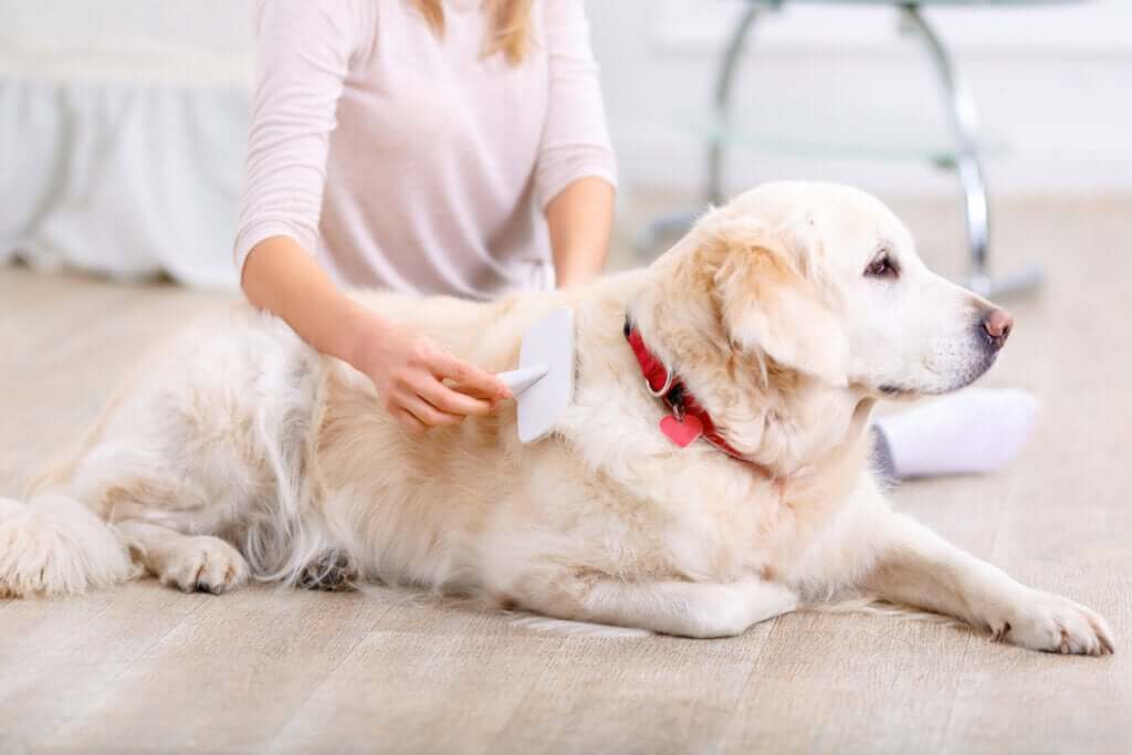 Troca de pelo em cães: quanto tempo dura?