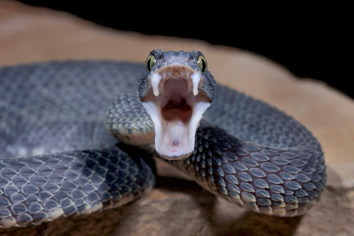 Quais são os tipos de serpentes não venenosas? - Meus Animais