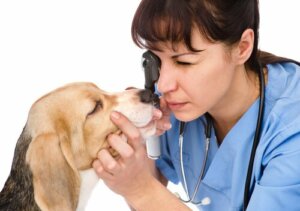 Tratamento da distiquíase em cães