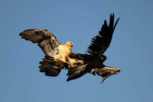 A conservação do abutre-barbudo