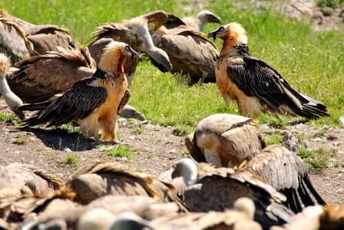 A conservação do abutre-barbudo